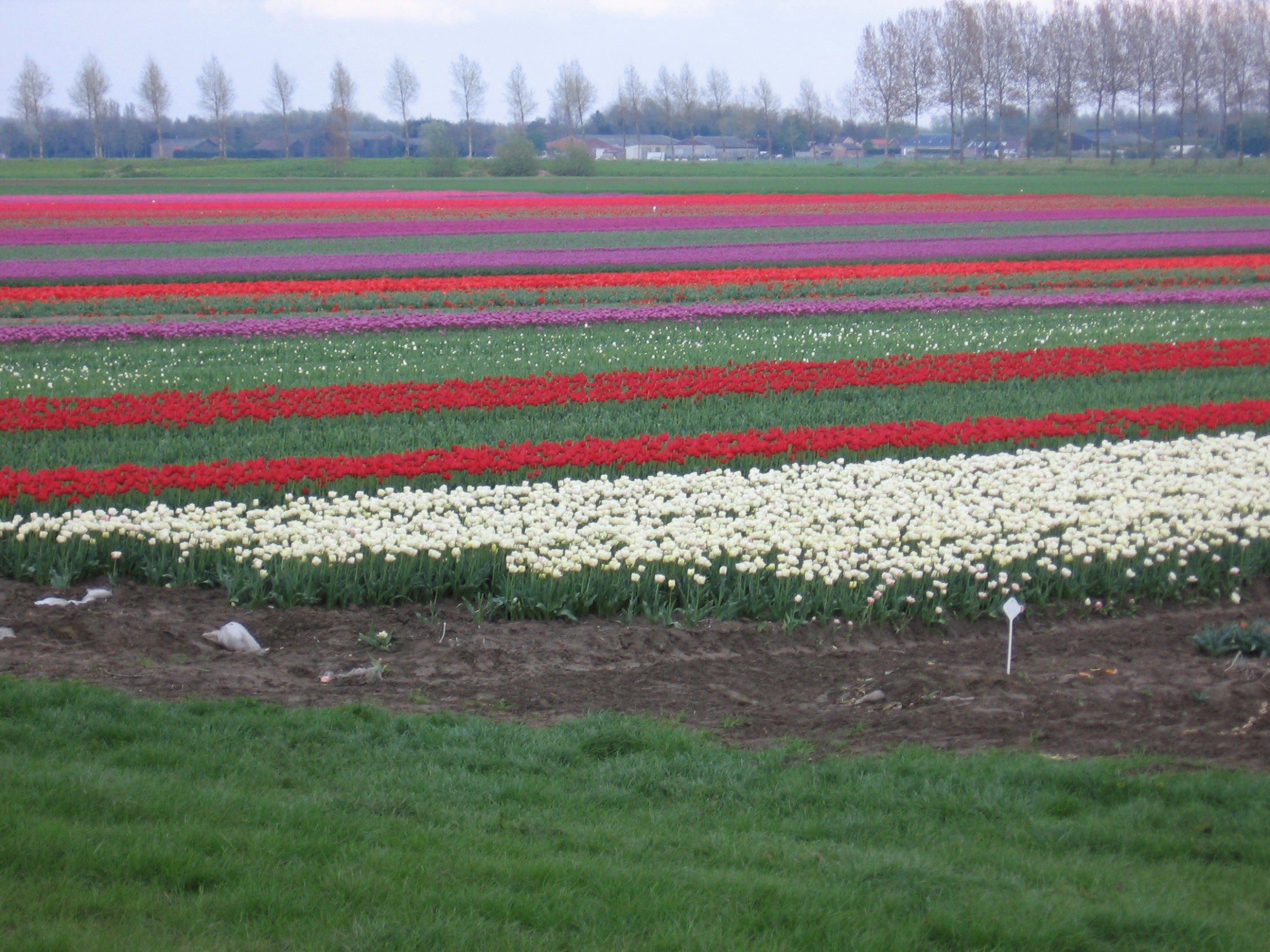 De Tulpen Van Piet